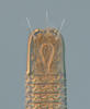 Nematoda